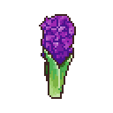Hyacinth